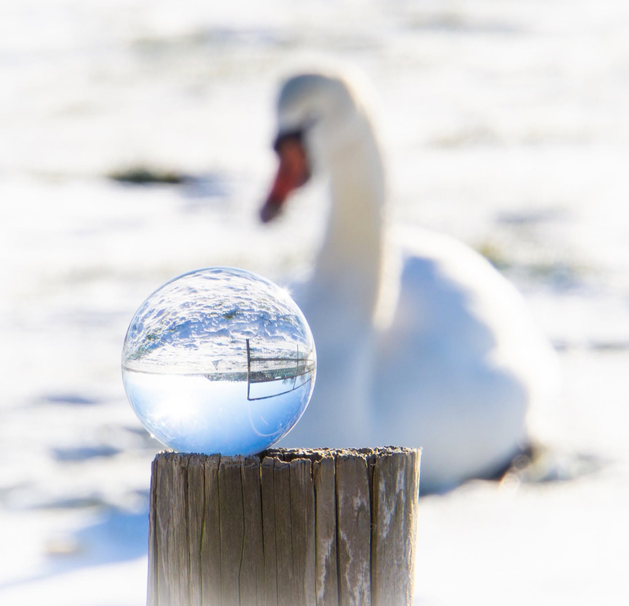 Glazen bol op een houten paal met een zwaan in de sneeuw op de achtergrond